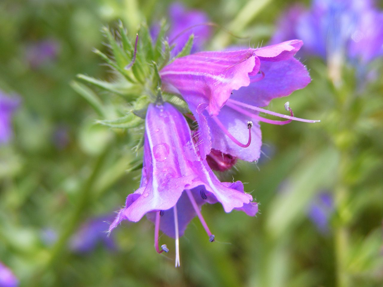 ECHIUM