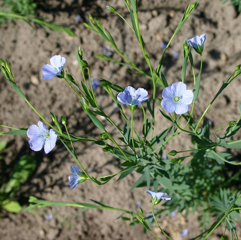 LINUM<br /><span>Flax</span>