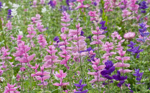 SALVIA<br /><span>Sage, Annual</span>