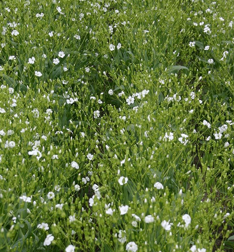 COW HERB