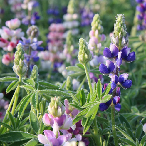 LUPINUS<br /><span>Lupin, Annual</span>