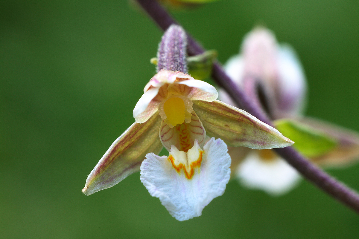 EPIPACTIS