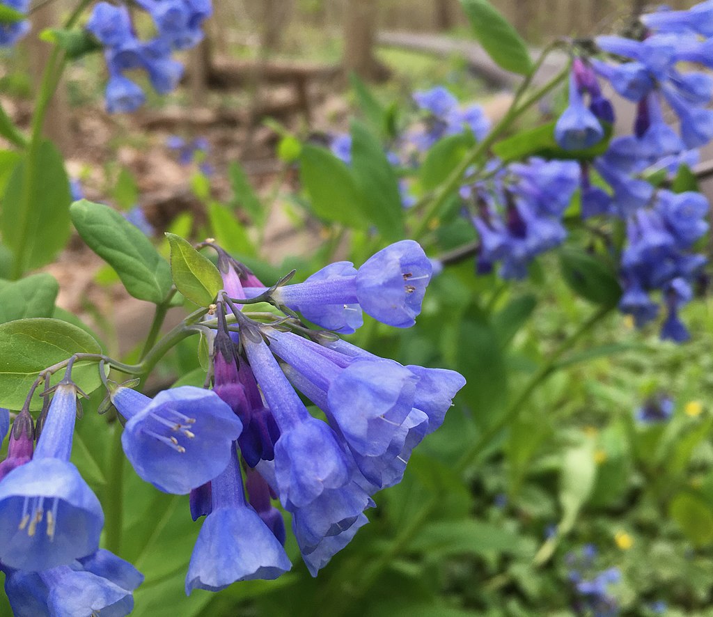 MERTENSIA