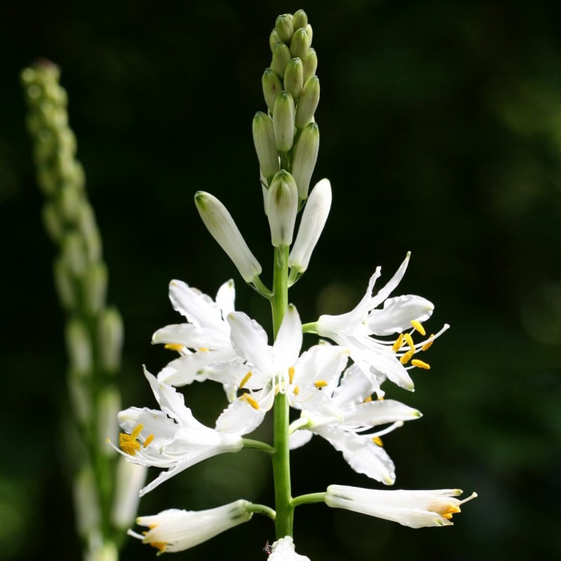 PARADISEA<br /><span>Paradise Lily</span>