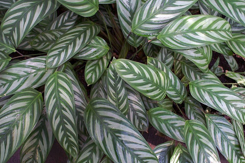 CTENANTHE