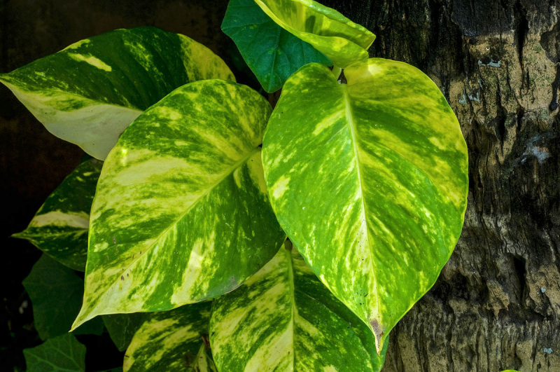 EPIPREMNUM