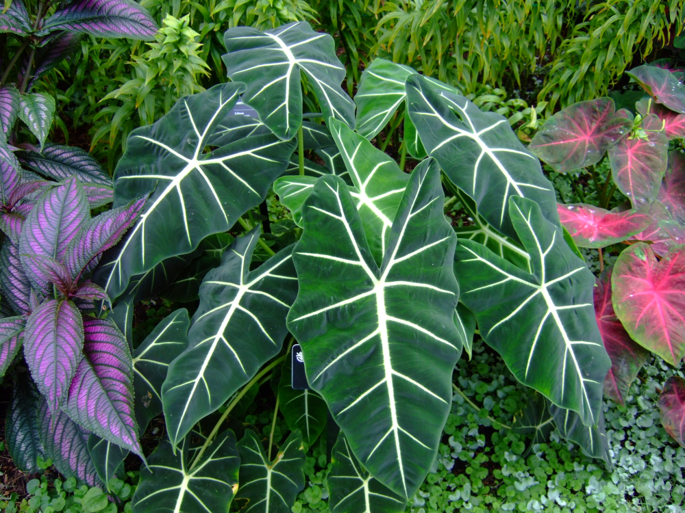 ALOCASIA, COLOCASIA