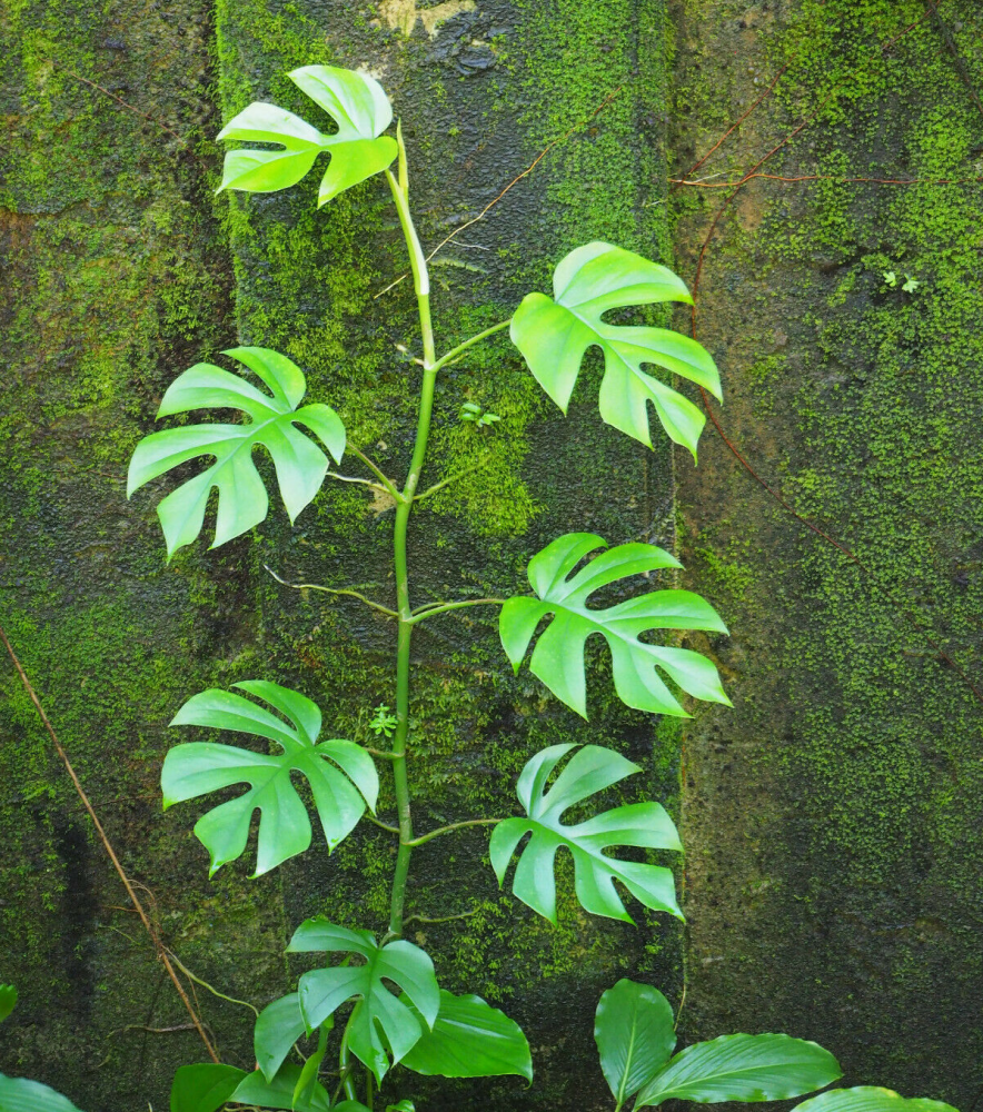 RHAPHIDOPHORA