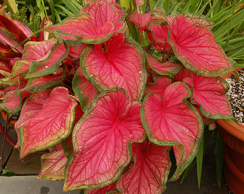 CALADIUM