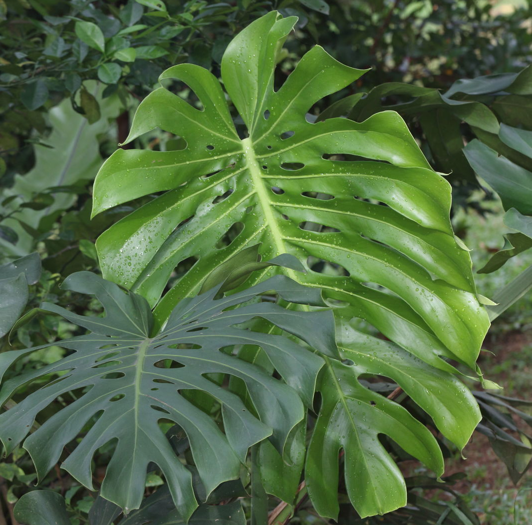 MONSTERA