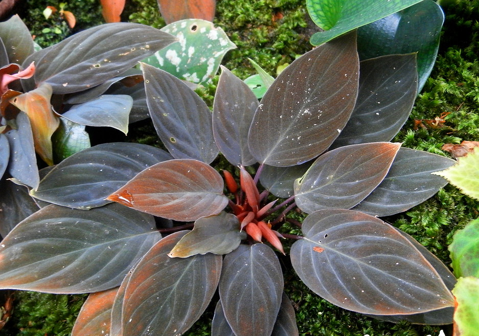 HOMALOMENA