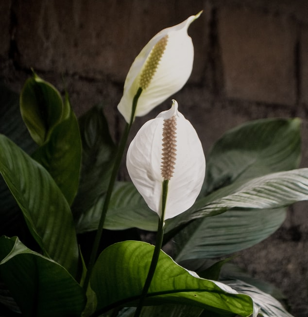 SPATHIPHYLLUM
