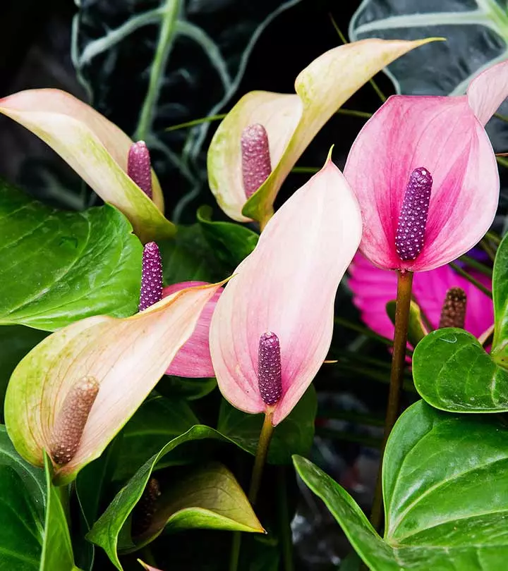 ANTHURIUM