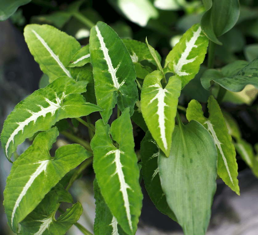 SYNGONIUM