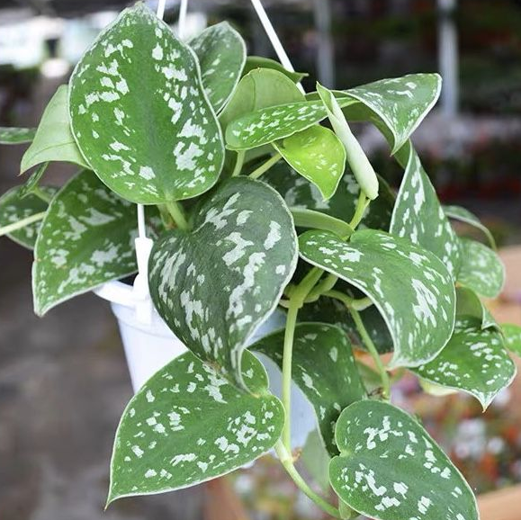 SCINDAPSUS