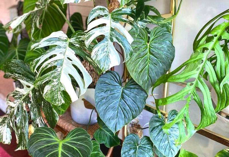 PHILODENDRON