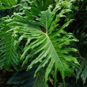 THAUMATOPHYLLUM