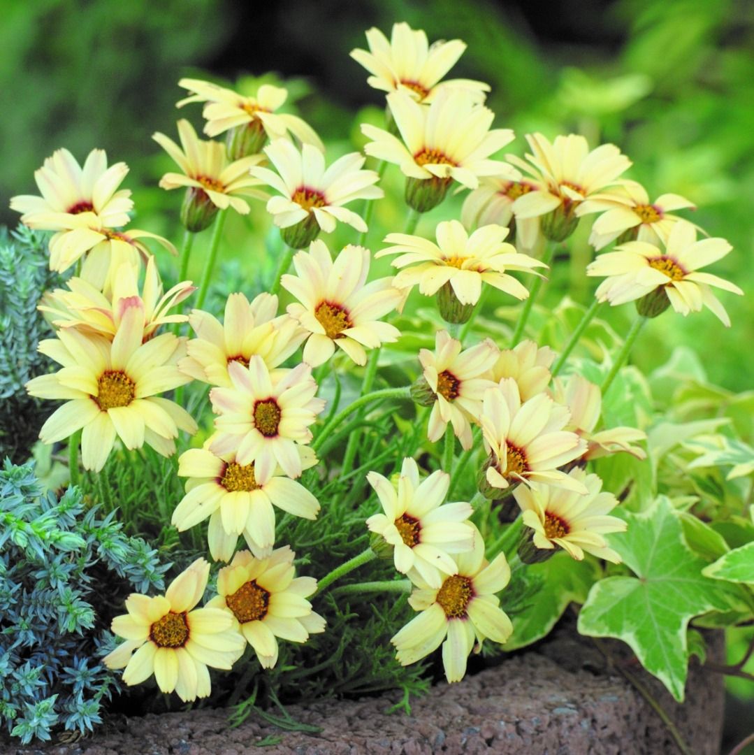RHODANTHEMUM<br /><span>Moroccan Daisy</span>