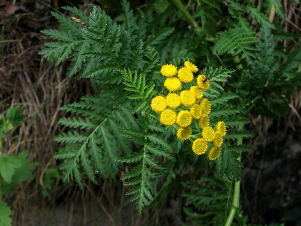 TANACETUM<br /><span>Vertice</span>