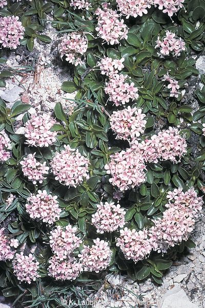 VALERIANA<br /><span>Dwarf Valerian</span>