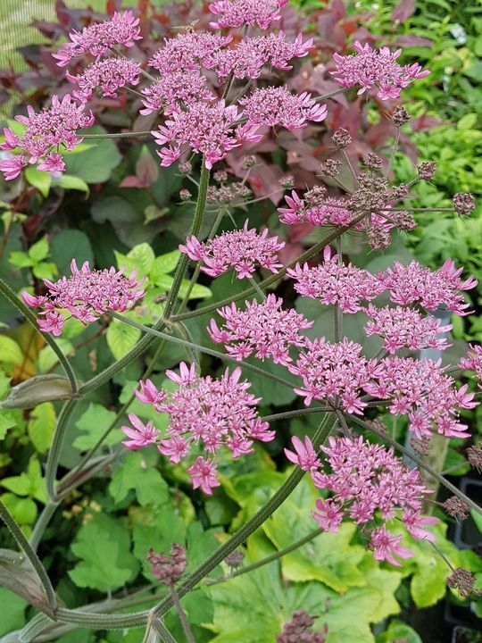 HERACLEUM