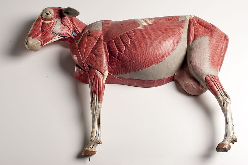 Systemic Pharmacotherapeutics of the Muscular System