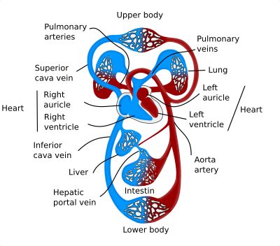 Systemic Pharmacotherapeutics of the Cardiovascular System