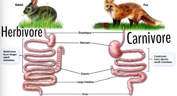 Systemic Pharmacotherapeutics of the Digestive System