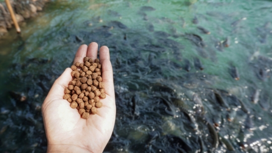 Feed for fish farming