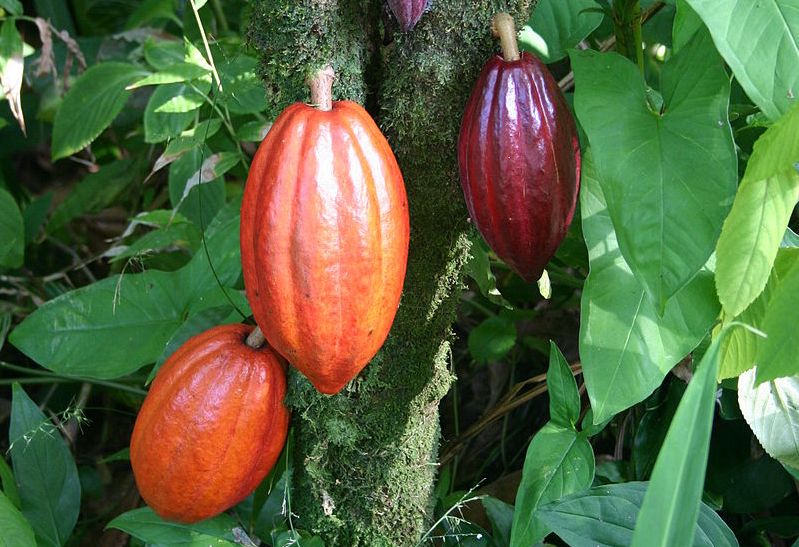 Cacao boabe, prăjită