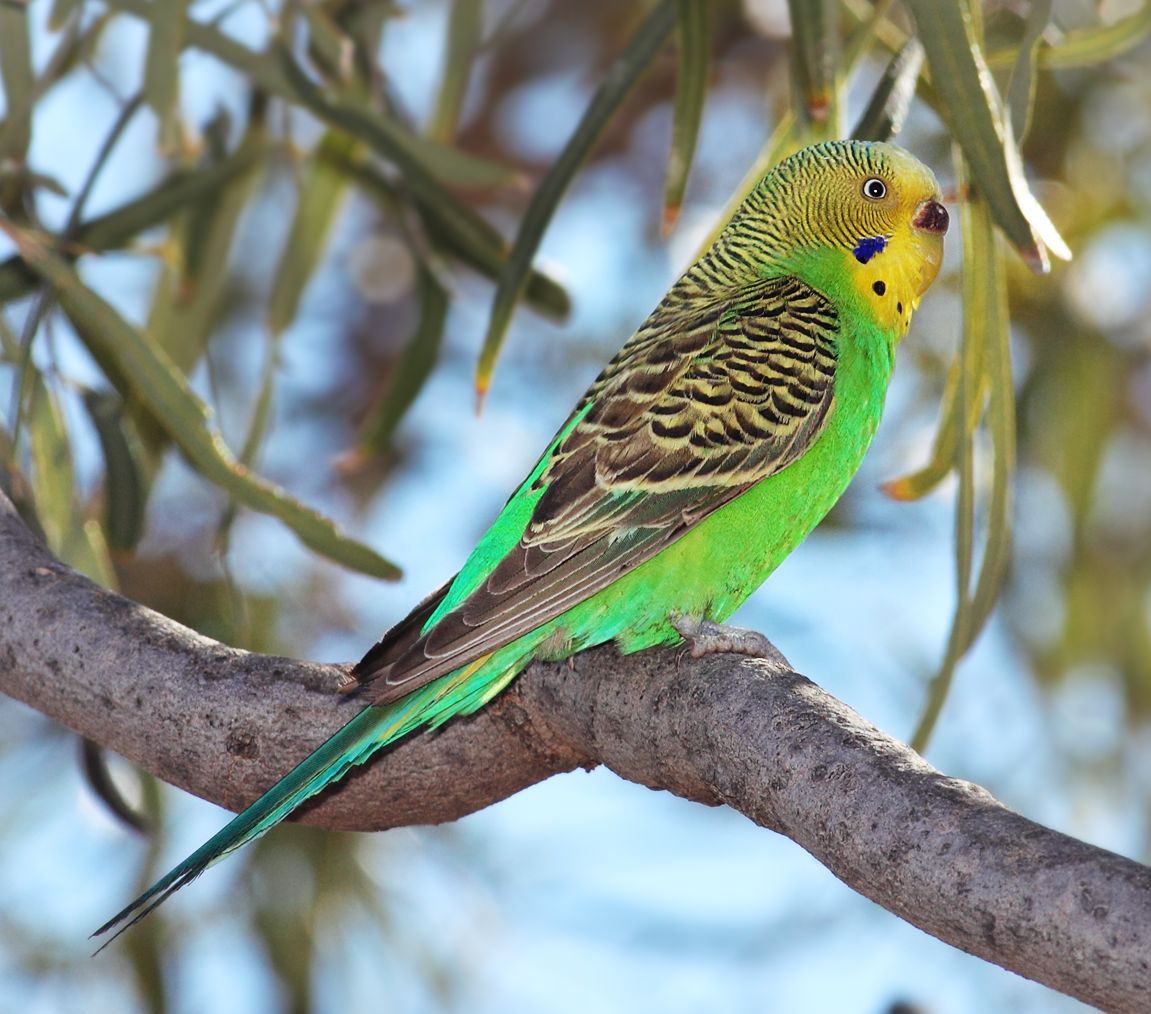 Budgerigar