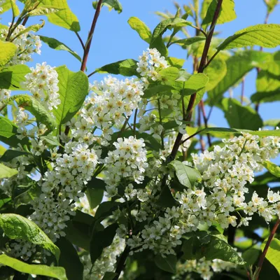 PRUNUS<br /><span>Mălin</span>
