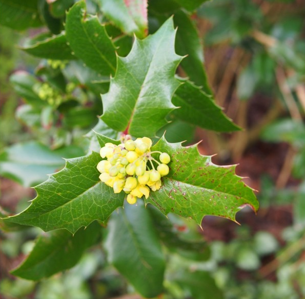 MAHOBERBERIS