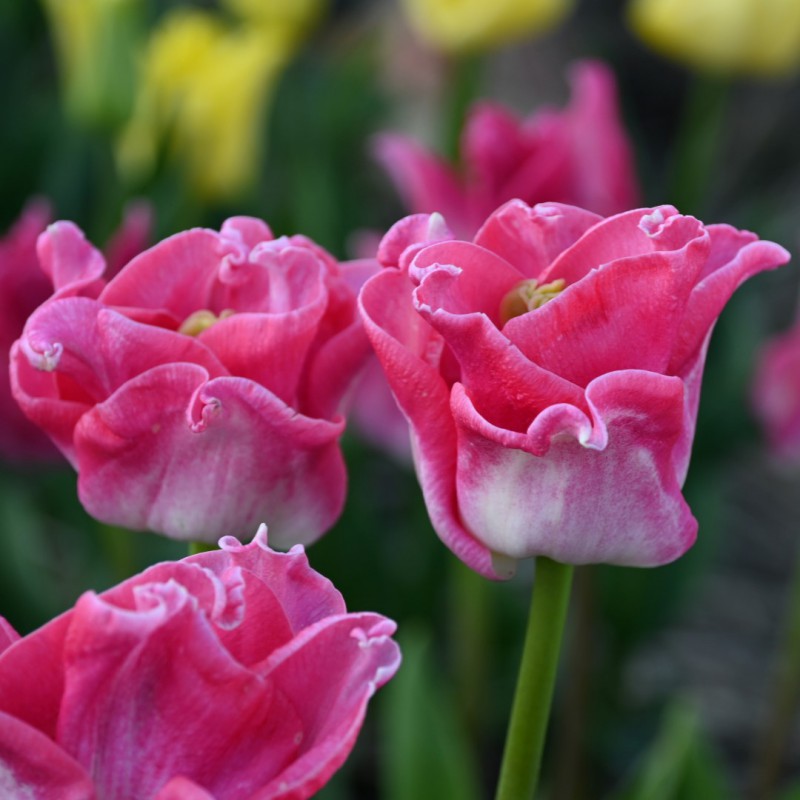 Tulips, Coronet