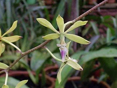 ENCYCLIA