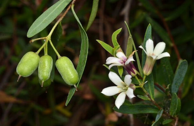 BILLARDIERA
