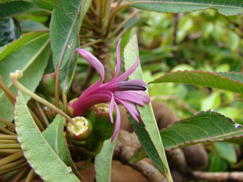 CLERMONTIA
