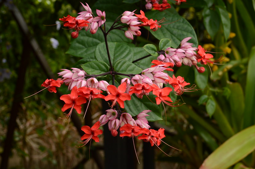 CLERODENDRUM