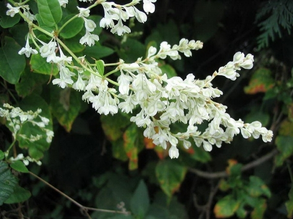 FALLOPIA