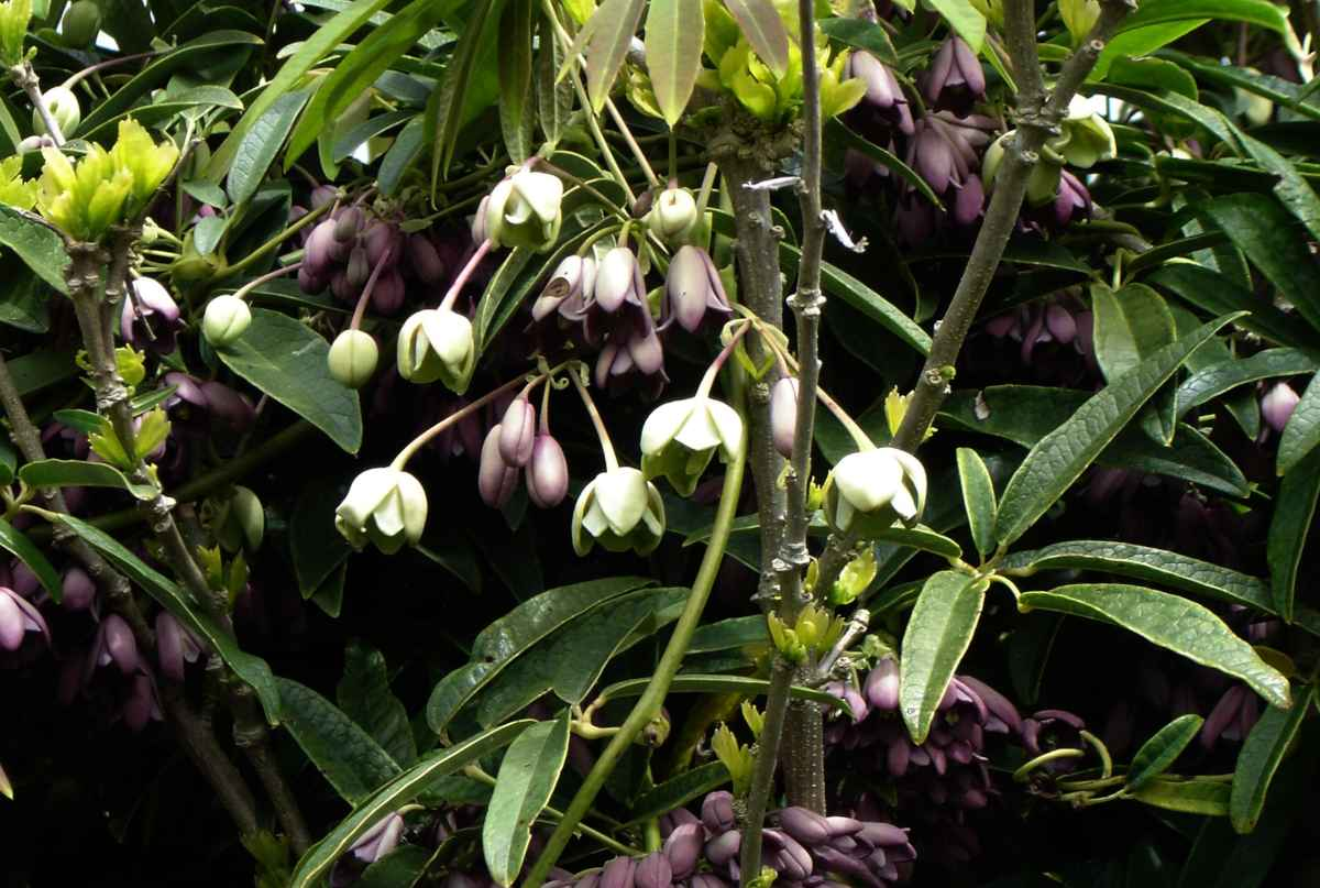 HOLBOELLIA