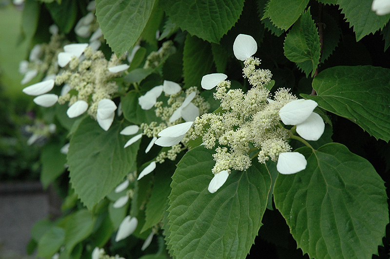 SCHIZOPHRAGMA<br /><span>Japanese Hydrangea Vine</span>