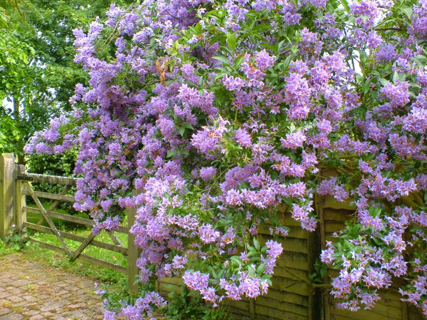 SOLANUM