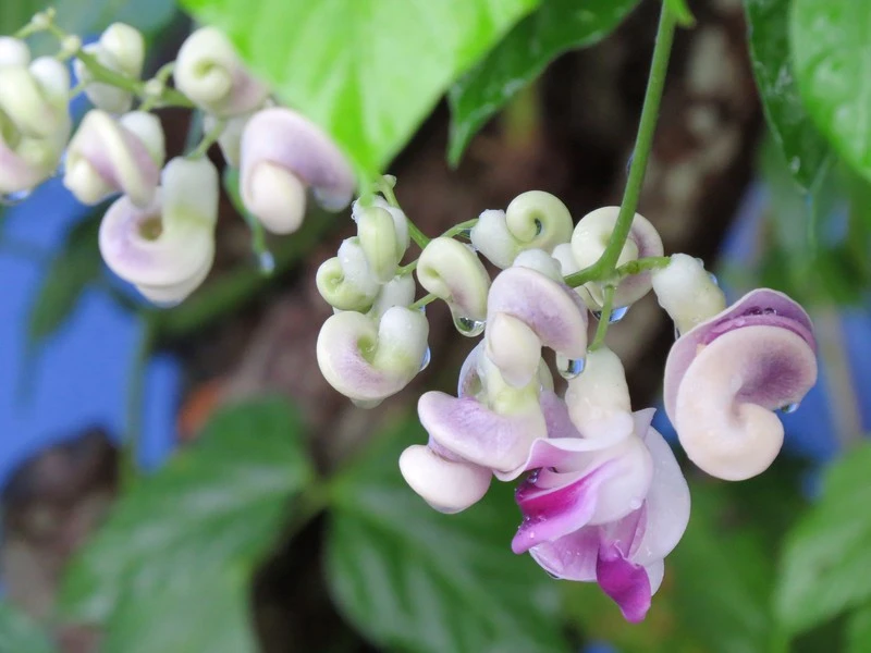 VIGNA