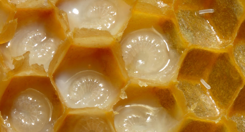 Royal Jelly