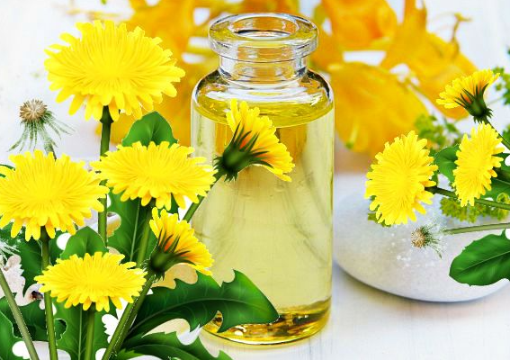 Dandelion oil