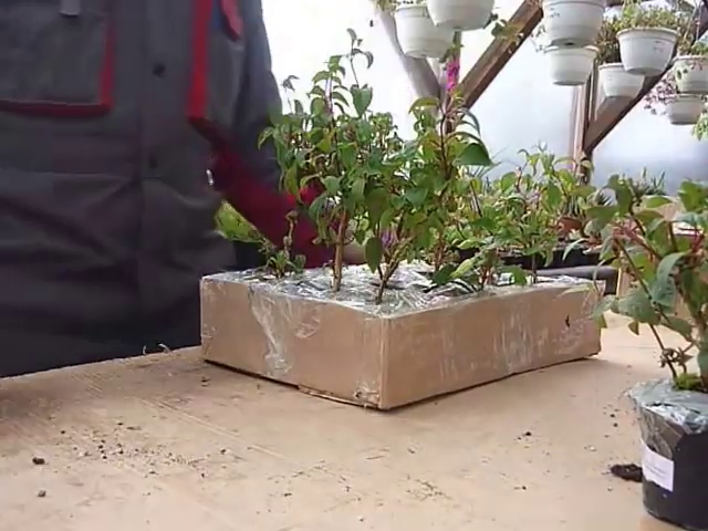 Desfacerea plantelor expediate de Plant Shop Garden