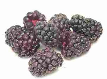 Boysenberry