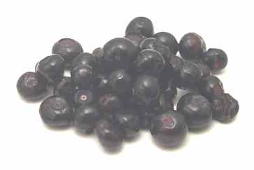 Huckleberry, wild