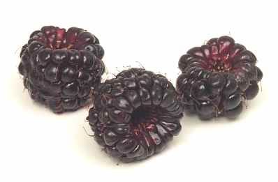 Keriberry