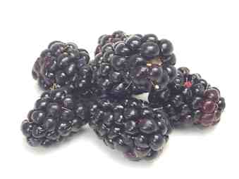 Olallieberry